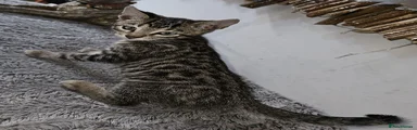 Bengal 2