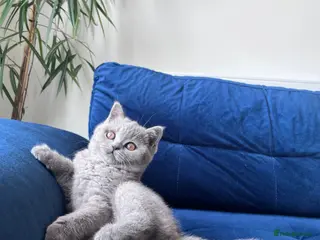 British Shorthair cats British Shorthair - Advert 1