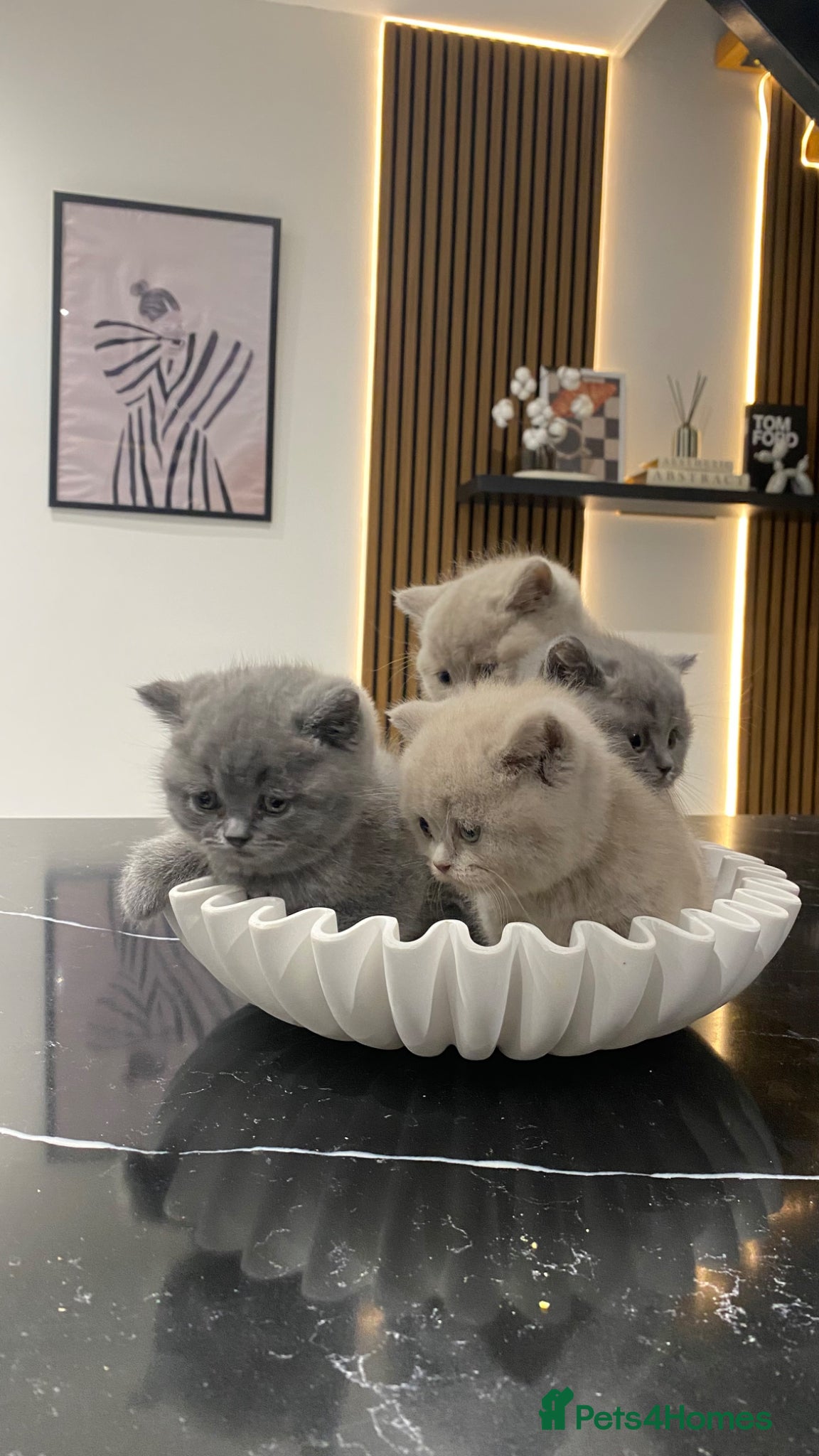 British Shorthair cats for sale: 🐱🥇Gorgeous Full Pedigree BSH Kitten champ line🩸 - Advert 1