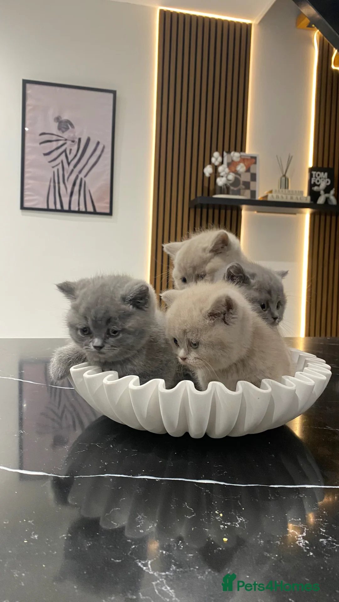 British Shorthair cats for sale: 🐱🥇Gorgeous Full Pedigree BSH Kitten champ line🩸 - Advert 1