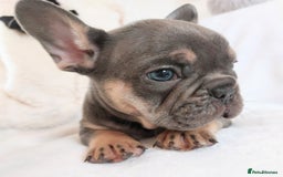 French Bulldog dogs for sale: Home reared beautiful frenchie pups - Image 3