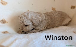 Standard Poodle dogs for sale: Standard poodles - Image 37