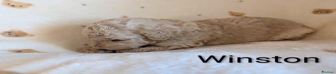 Standard Poodle Puppy 7