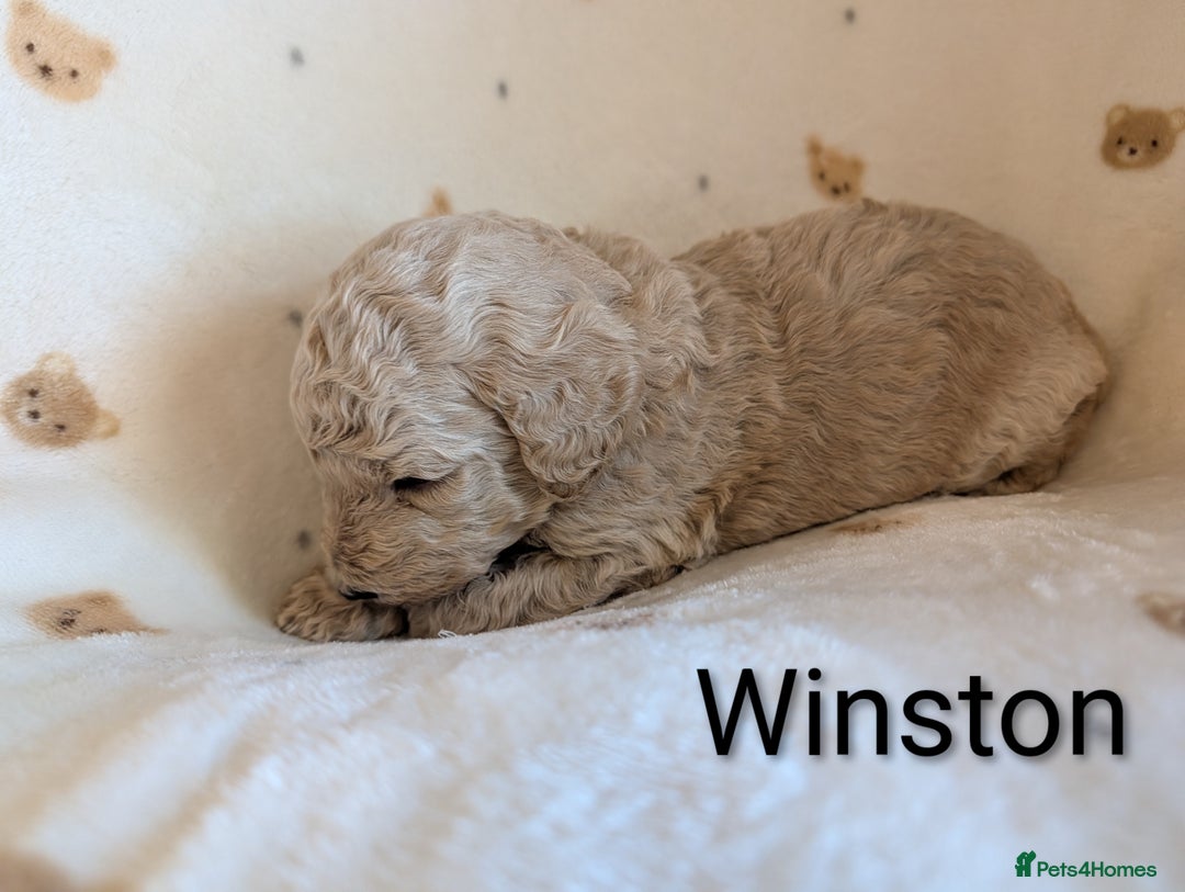 Standard Poodle dogs for sale: Standard poodles - Image 37