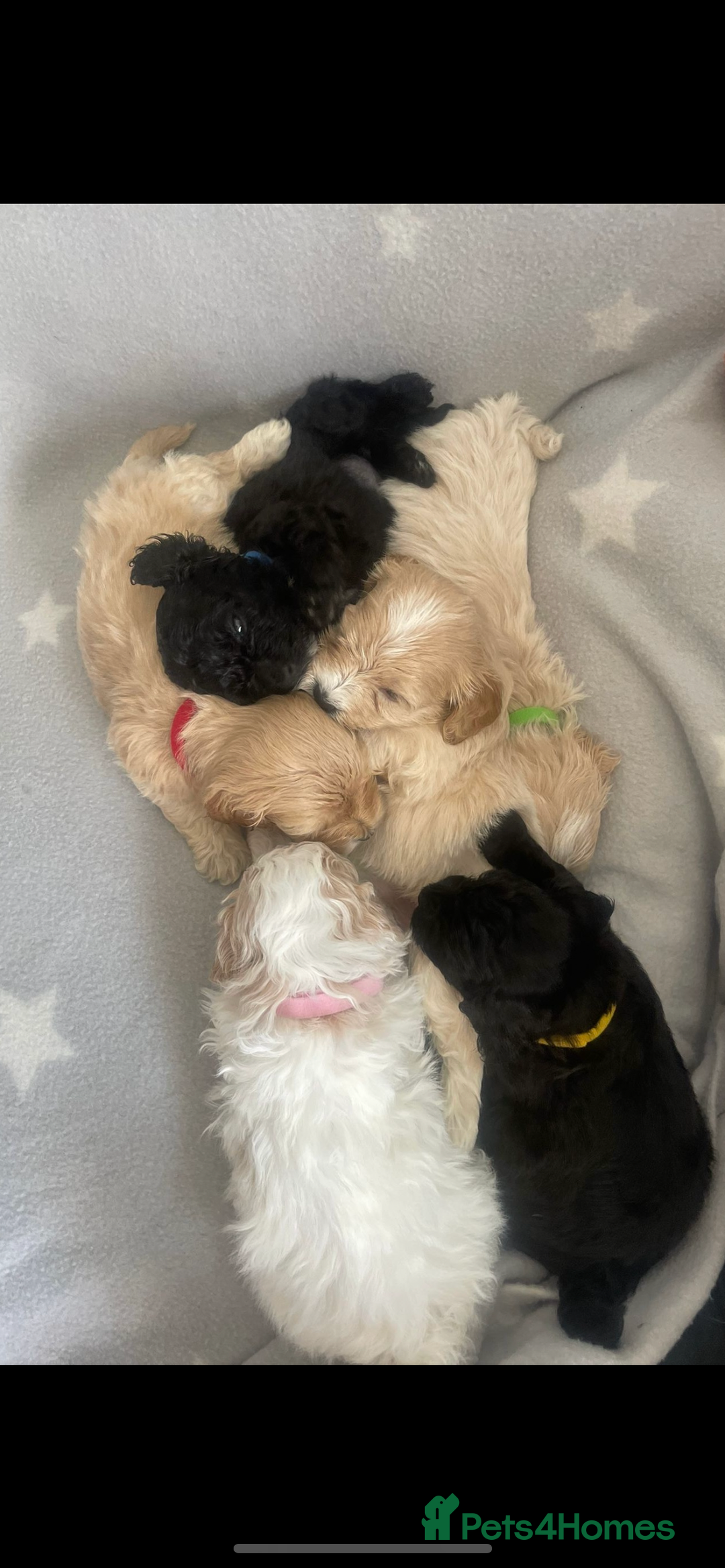 Cavalier King Charles Spaniel dogs for stud: Beautiful Cavalier King Charles for stud - Advert 6