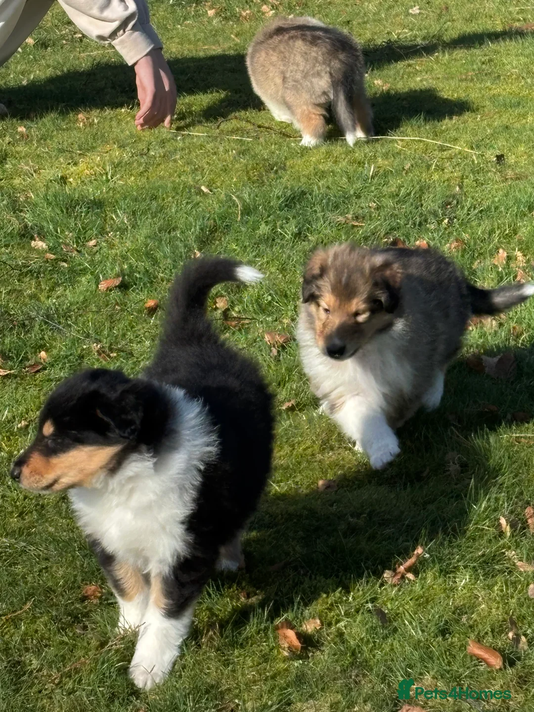 Rough Collie dogs for sale: Stunning rough collies in Dumfries - Advert 2