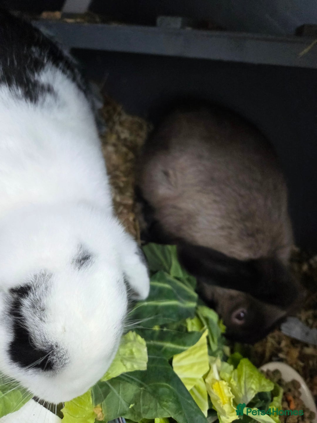 Mixed Breed rabbits for sale: 2 male rabbits and cage plus accessories  - Advert 4