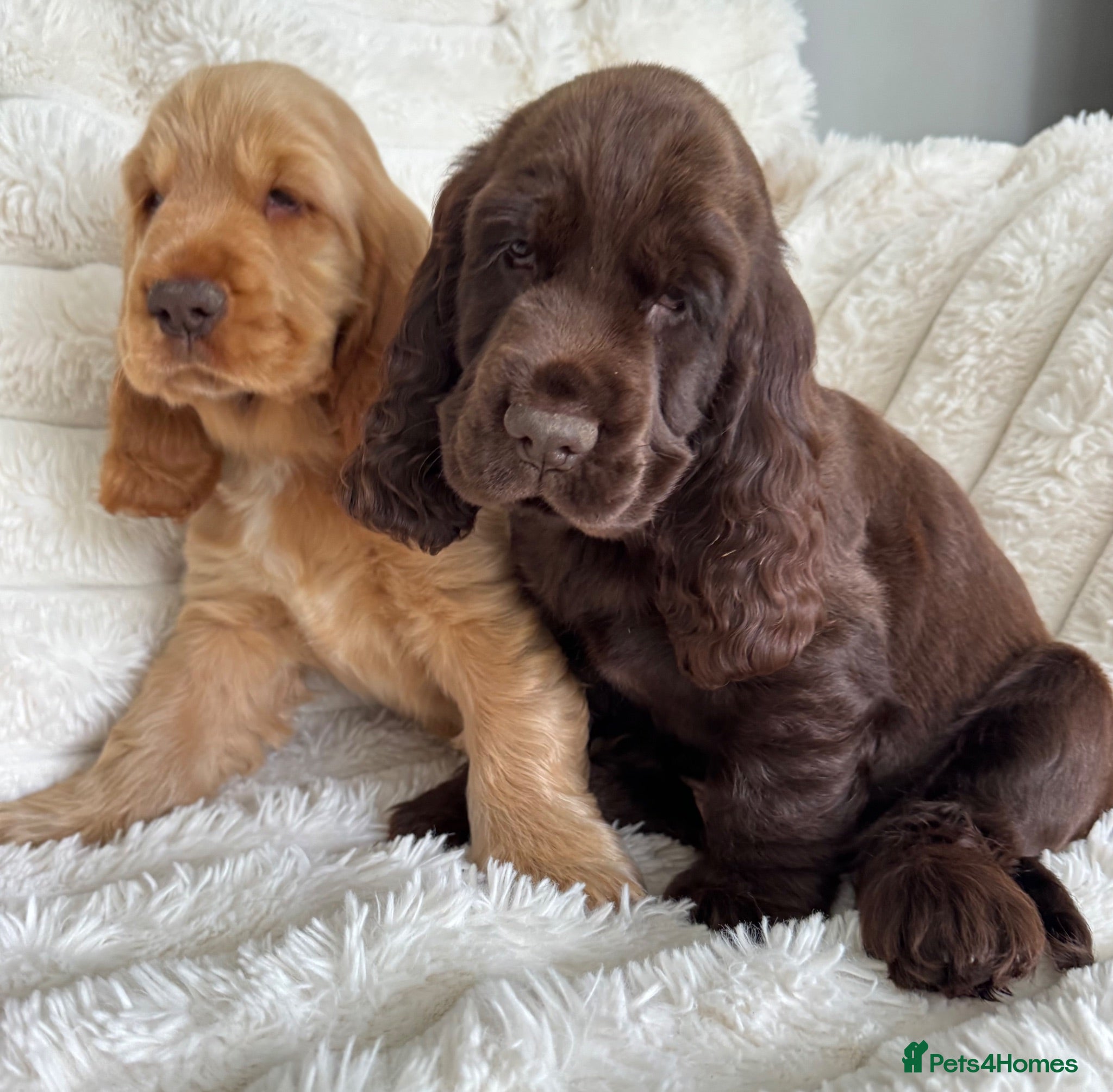 Cocker Spaniel dogs Quality Simbawood Lines TRUE Show Type Cocker  - Advert 14