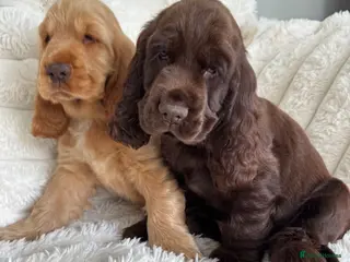 Cocker Spaniel dogs Quality Simbawood Lines TRUE Show Type Cocker - Advert 14