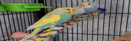 Parrots birds for sale: Well-Socialized Parrots-Intelligent and Active in Stirling - Advert 5