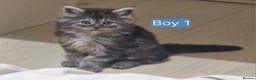 Maine Coon cats for sale: 4 mainecoon kittens looking for home in Bury - Advert 2