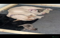 French Bulldog dogs for sale: One Beautiful Boy Left  - Image 7