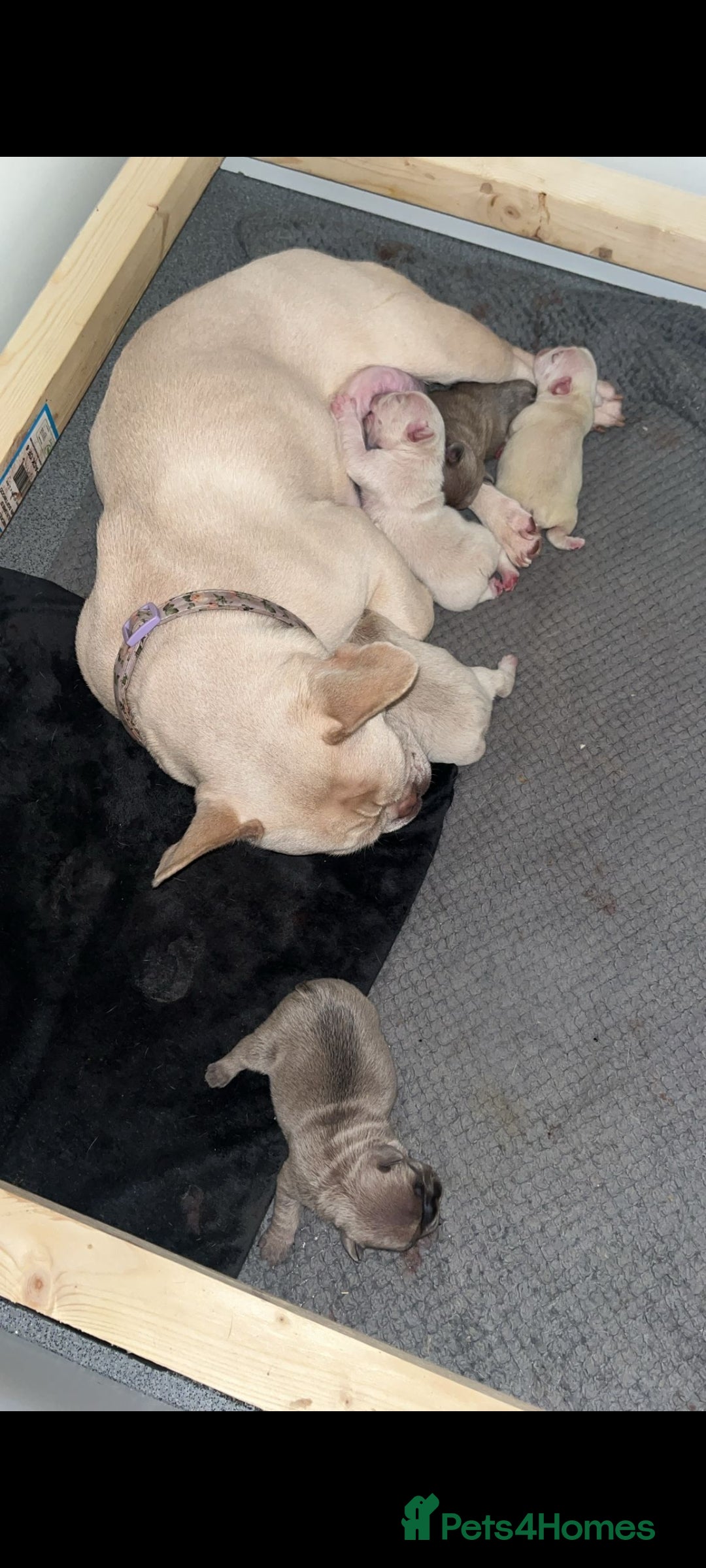 French Bulldog dogs for sale: One Beautiful Boy Left  - Image 7