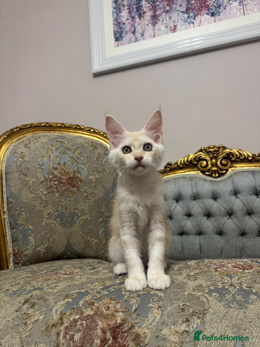 Maine Coon cats for sale: Maine Coon Kittens 🏆 20+ gen 🧬 pedigree 🎄🎄🎄 - Advert 35