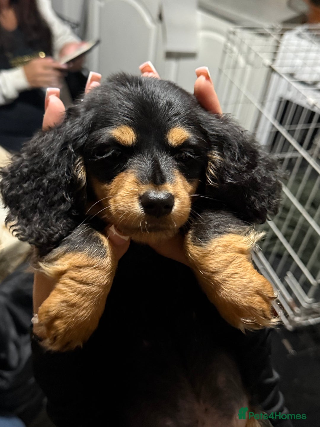 Miniature Dachshund dogs for sale: Longhair miniature Duchshund 🩵1boy 1girl left🩷 - Advert 7