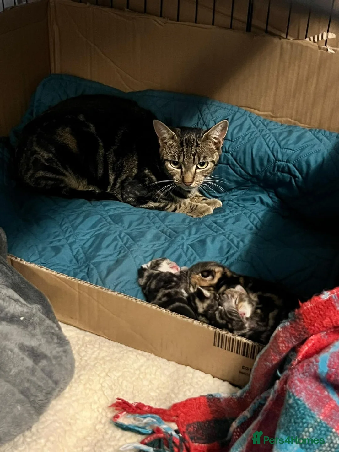 Mixed Breed cats for adoption: Mama Chloe looking for a home - Advert 8