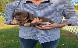 Miniature Dachshund dogs for sale: READY NOW Miniature Daschund Pups Dapples Piebalds - Image 12