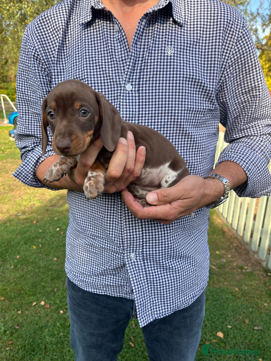 Miniature Dachshund dogs for sale: READY NOW Miniature Daschund Pups Dapples Piebalds - Image 12
