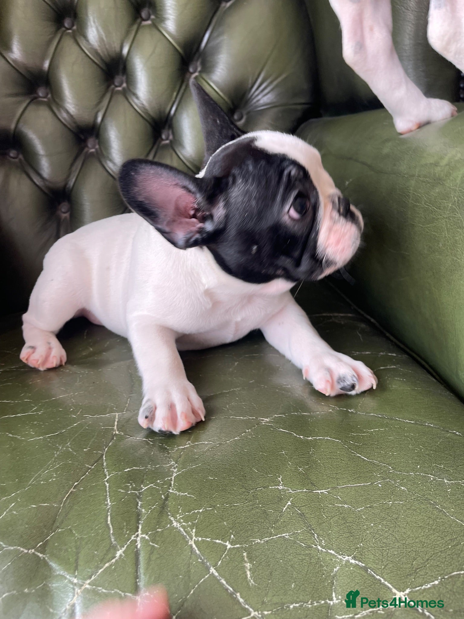 French Bulldog dogs KC reg. Crufts & International Champion breeding  - Advert 6