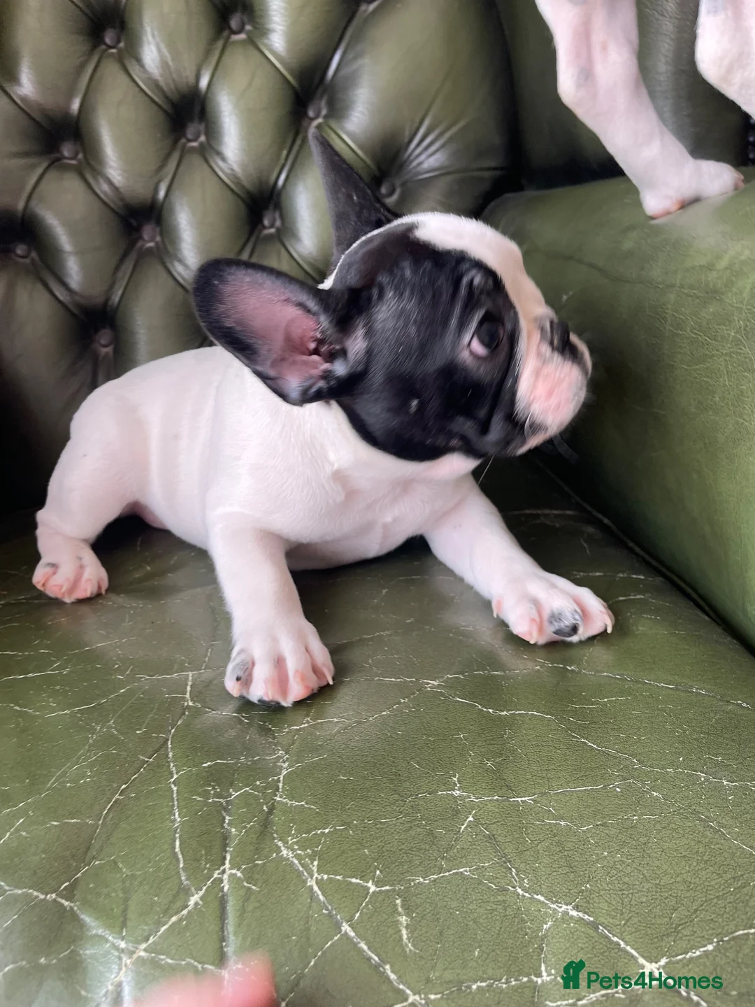 French Bulldog dogs for sale: KC reg. Crufts & International Champion breeding  - Advert 2