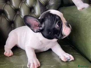 French Bulldog dogs KC reg. Crufts & International Champion breeding - Advert 6