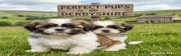 Shih Tzu dogs for sale: Delightful Imperial Shihtzu in Dronfield - Advert 8