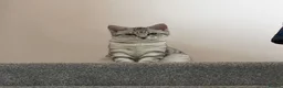 Maine Coon cats for stud: Pablo – Beautiful 1-Year-Old Maine Coon🩶 in Leicester - Advert 4