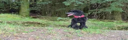 Standard Poodle dogs for sale: Starri’ PupStars   - standard poodle  - Advert 6