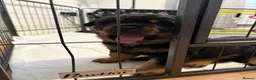 Rottweiler dogs for sale: ROTTWEILER PUPPIES 🐾 in Swansea - Advert 3