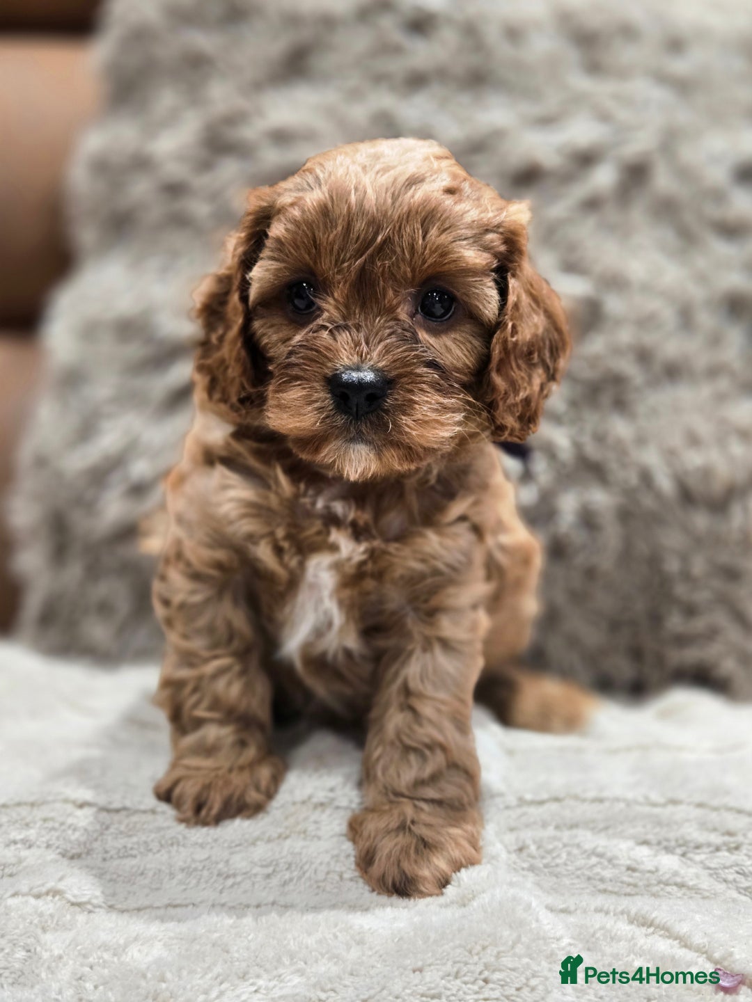 Cavapoo dogs for sale: Gorgeous Red Cavapoo Puppies - Advert 26