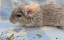Chinchilla rodents for sale: Young adult and baby chinchillas RPA/RPAC - Image 7