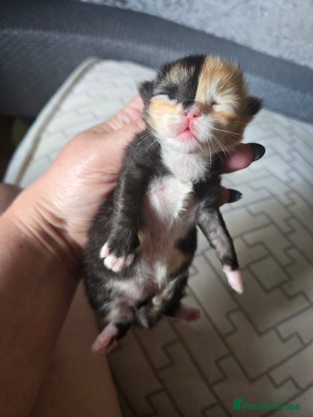 Mixed Breed cats for sale: Rare clock-face kitten, Half-Ragdoll. - Image 3