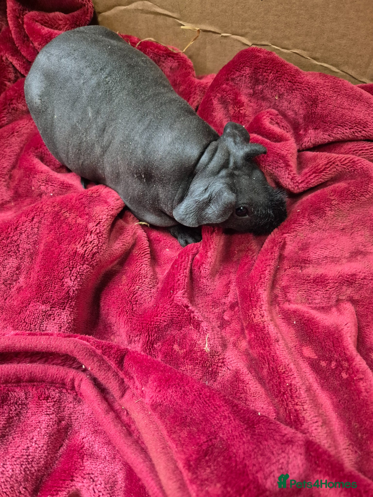 Guinea Pig rodents for sale: Pair of Baby Female Skinny Pigs For Sale  - Advert 10
