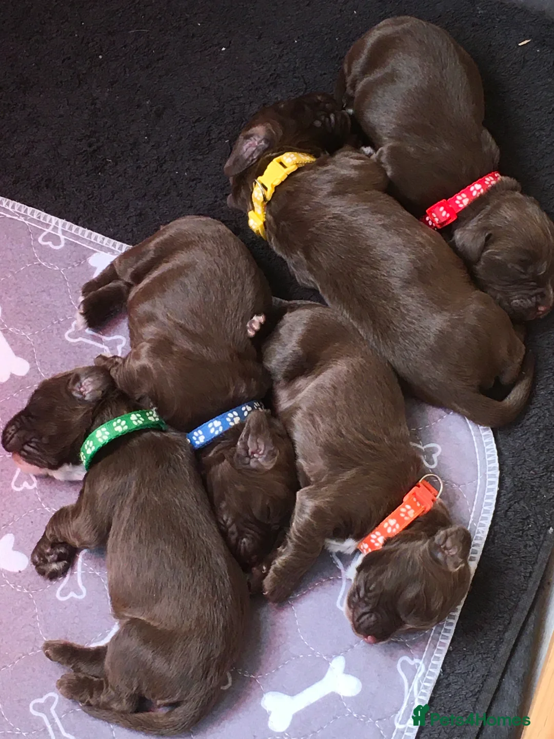 Cocker Spaniel dogs for sale: Beautiful cocker spaniels - Advert 5