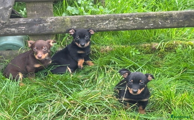 Lancashire Heeler dogs - Advert 1
