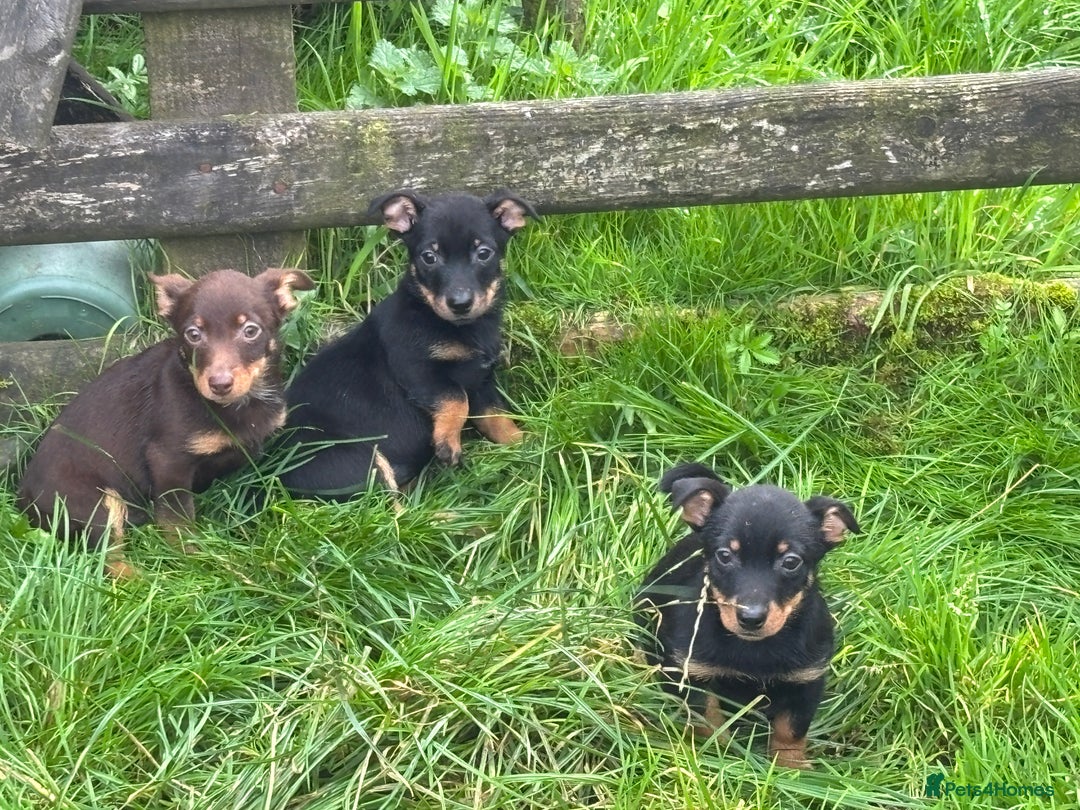 Lancashire Heeler Puppies for sale Pets4Homes