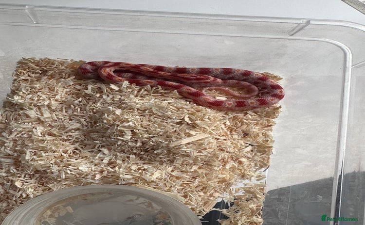 Corn Snake reptiles - Advert 4