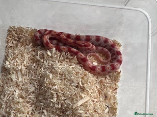 Corn Snake reptiles - Advert 7