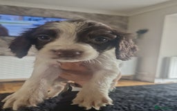 Sprocker dogs for sale: Beautiful litter of sprocker puppies - Image 30