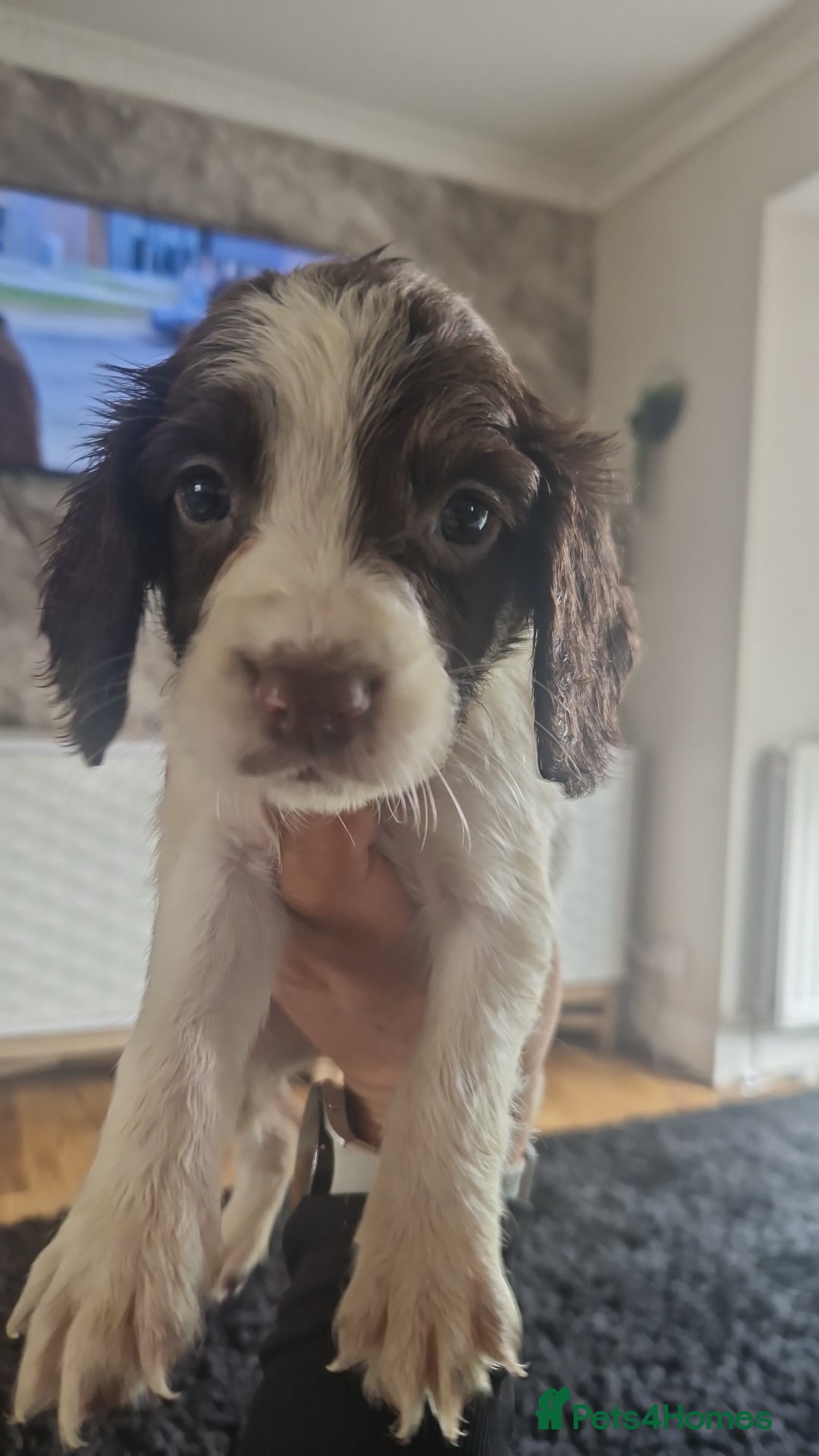 Sprocker dogs for sale: Beautiful litter of sprocker puppies - Image 30