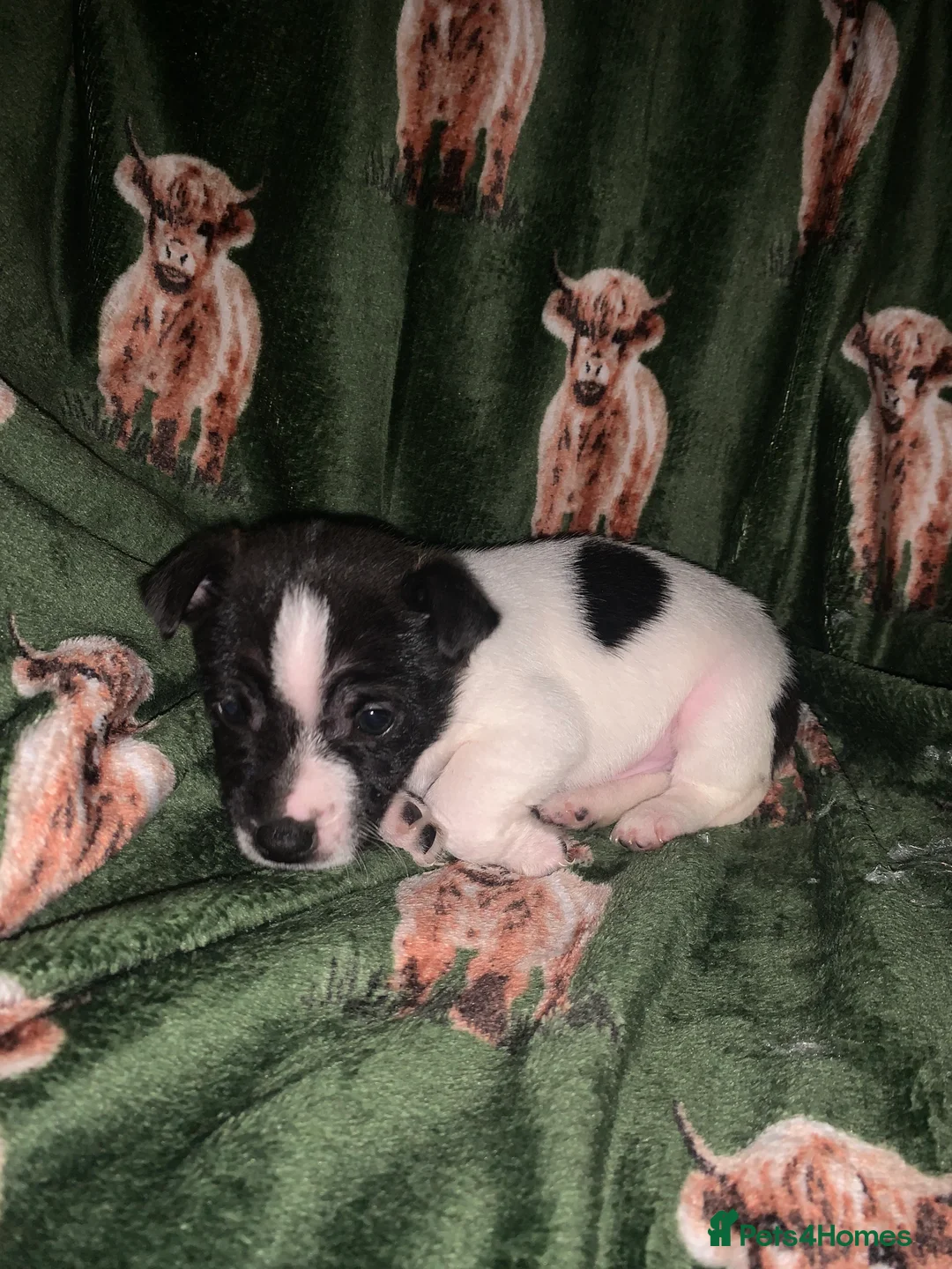 Jack Russell dogs for sale: Bunny’s babys - Advert 8