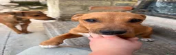 Mixed Breed dogs for sale: Jack Russell x Plummer puppies for sale - Advert 6