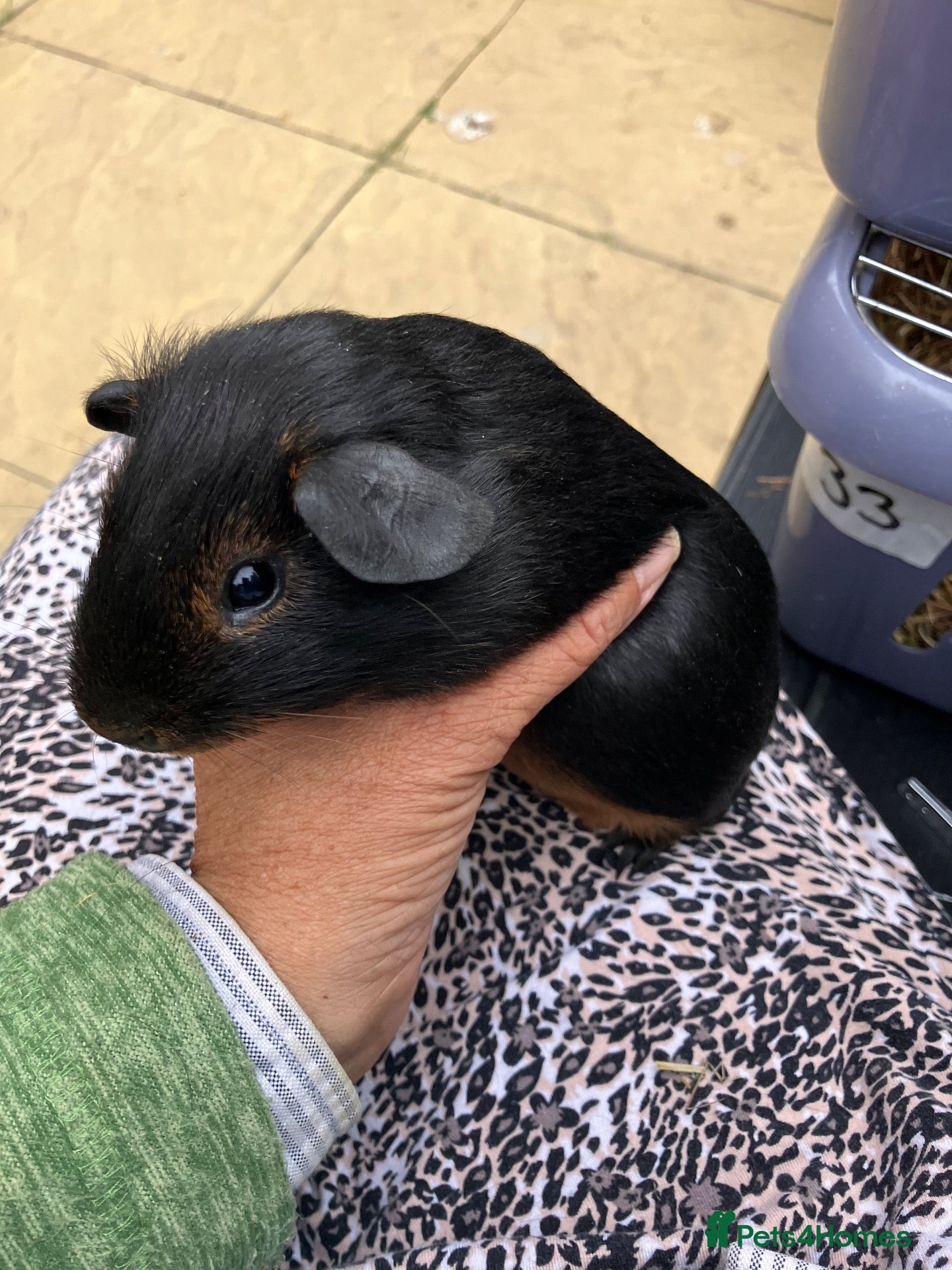 Guinea Pig rodents Pair baby pet Black Tan guinea pig boars / bonded  - Advert 1