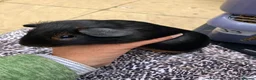 Guinea Pig rodents for sale: Pair baby pet Black Tan guinea pig boars / bonded  - Advert 6