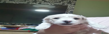 Bichon Frise Puppy 1