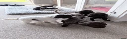 Sproodle dogs for sale: 7 Beautiful Sproodle Puppies - Advert 15