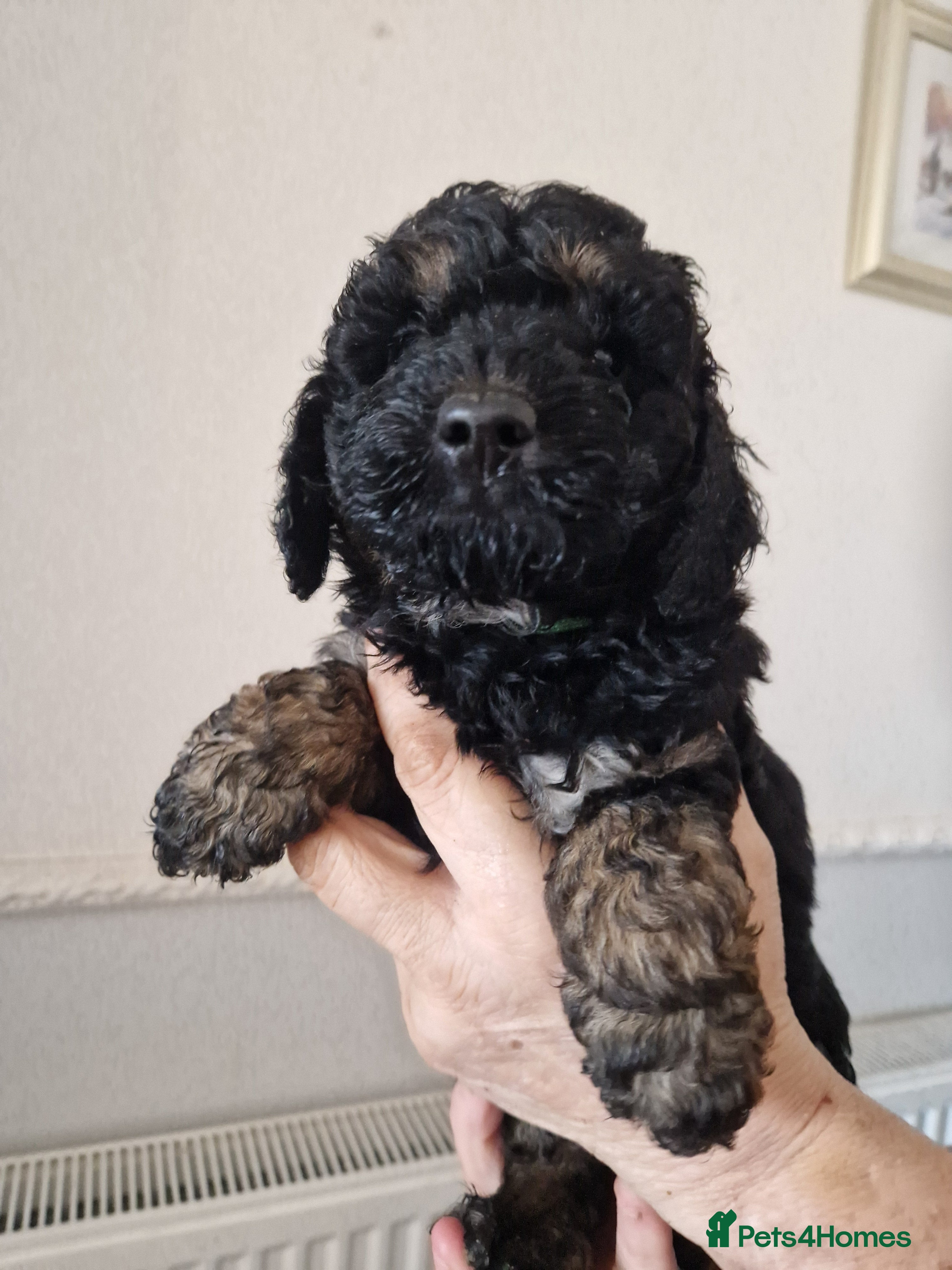 Cockapoo dogs SIMPLY UNIQUE F1b COCKAPOOS - Advert 1