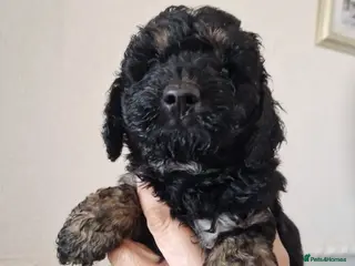 Cockapoo dogs SIMPLY UNIQUE F1b COCKAPOOS - Advert 5