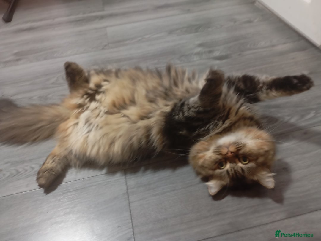 Persian cats for stud: Persian Male Cat for Stud - Image 3