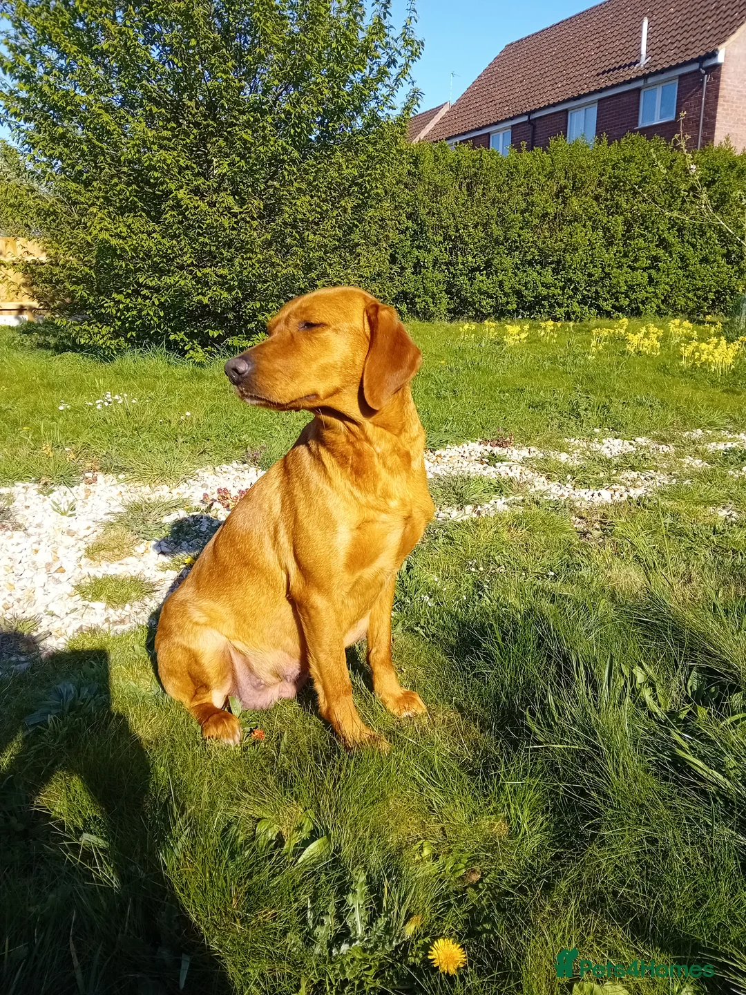 Labrador Retriever dogs for sale: Working Fox Red Lab Pups in King's Lynn - Advert 2